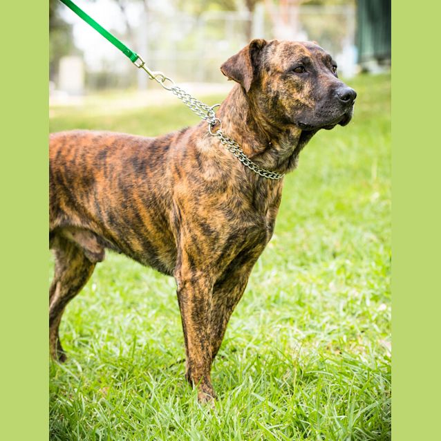 Photo of Butch ~ #1500258