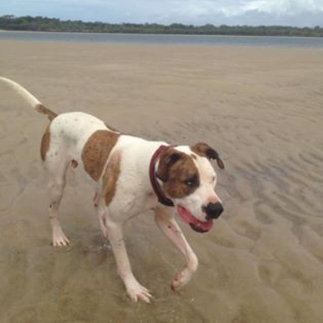 Photo of Harley (Adoption Pending)