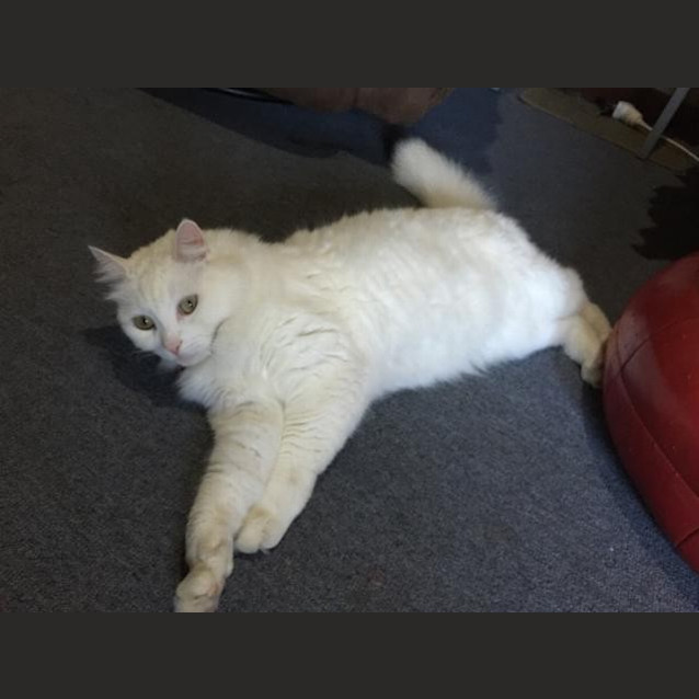 Photo of Buddy Holly (Ec0123)