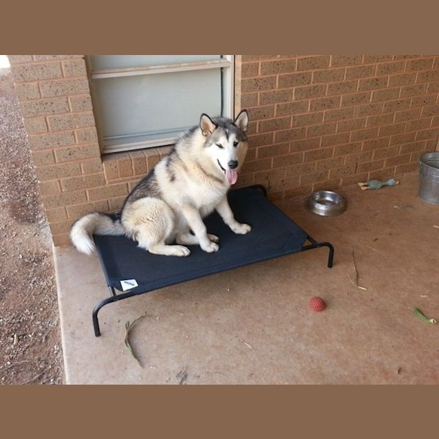 Photo of Harley
