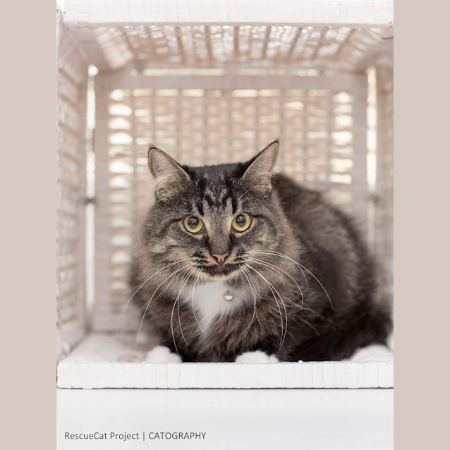 Photo of Caramel Swirl