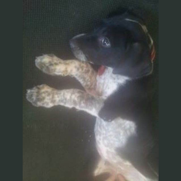 Photo of Milo
