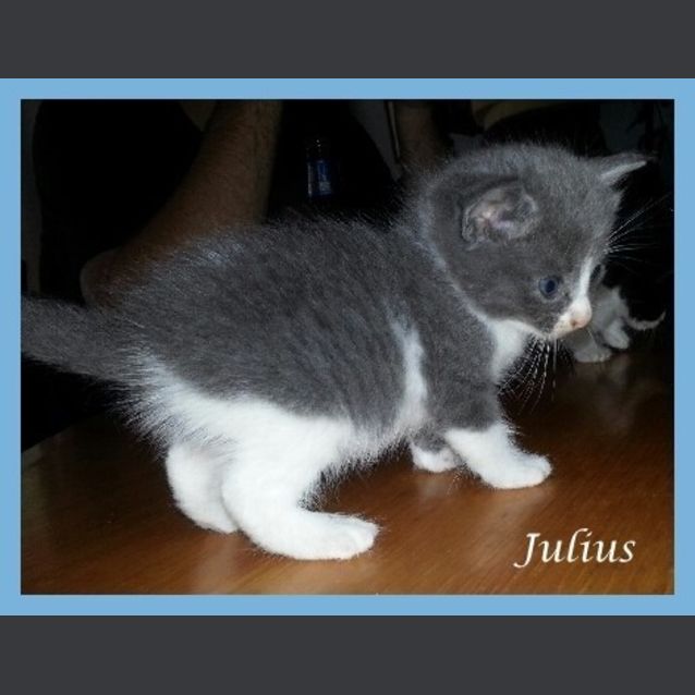 Photo of Julius
