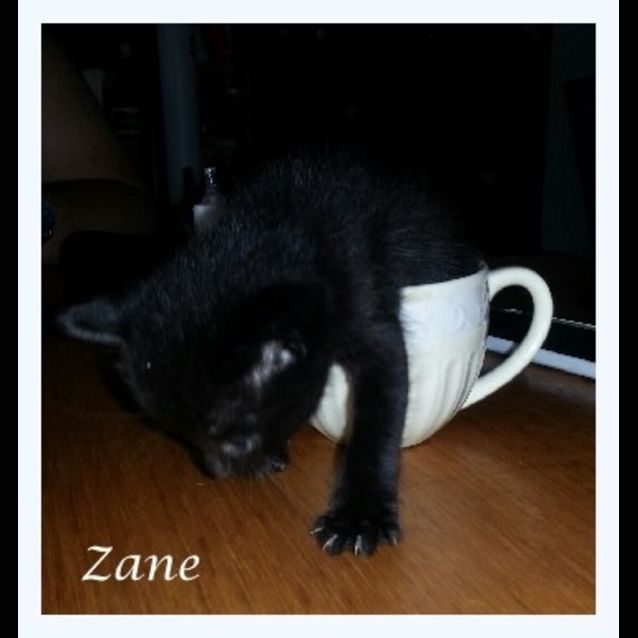 Photo of Zane