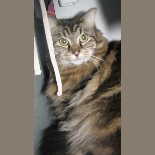 Photo of Boris And Bindi (Dual Adoption)