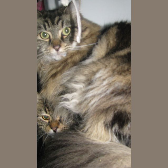 Photo of Boris And Bindi (Dual Adoption)