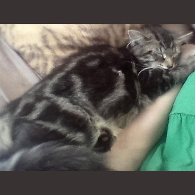 Photo of Boris And Bindi (Dual Adoption)