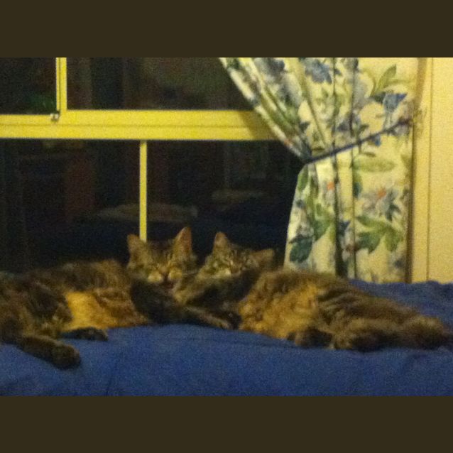 Photo of Boris And Bindi (Dual Adoption)