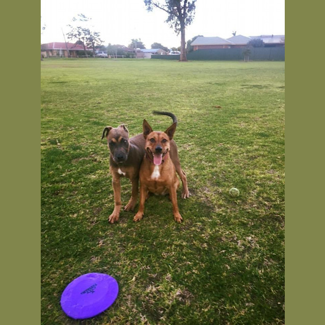 Photo of Cinnamon Dl1395