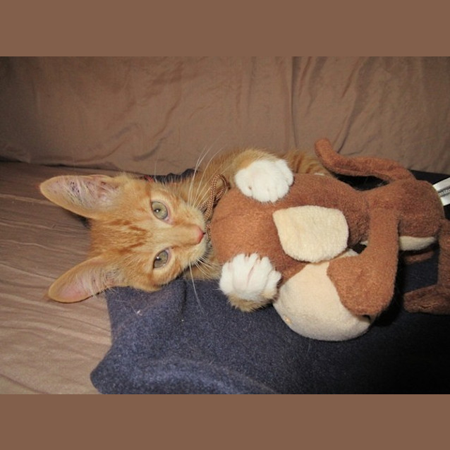 Photo of Flash