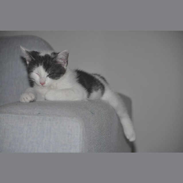 Photo of Moo Moo