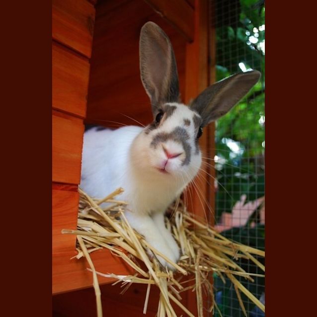 Photo of Prince Caspian And Crystal (Bonded Pair)