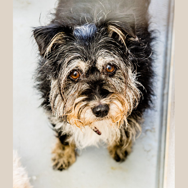 Photo of Scuffy ~ #1501646