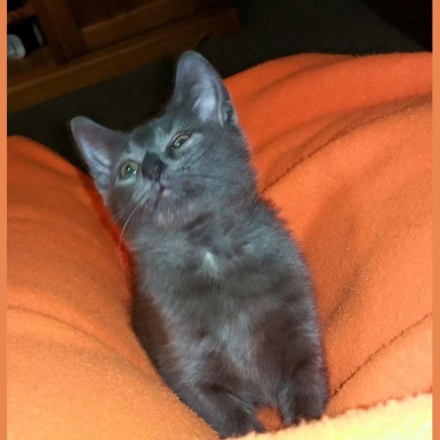 Photo of Pearl