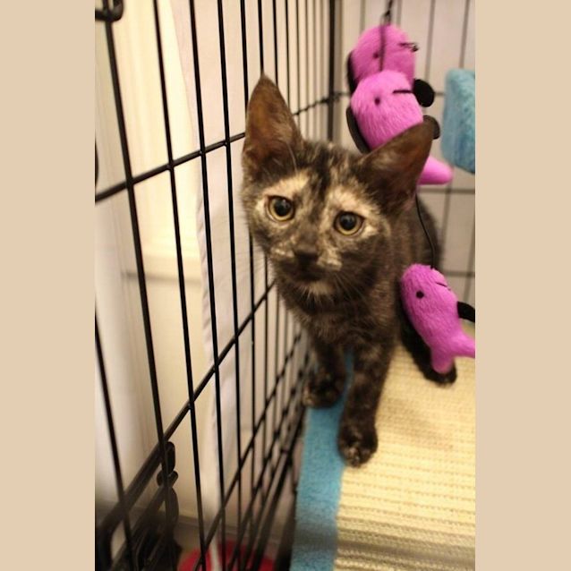 Photo of Lovebug Allira Is For Her Forever Home