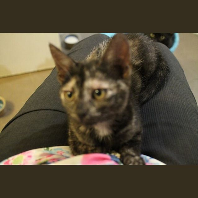 Photo of Lovebug Allira Is For Her Forever Home