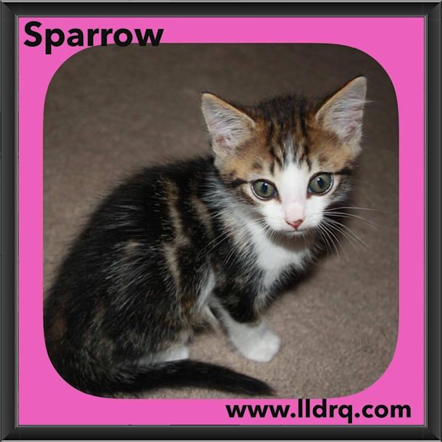Photo of Sparrow 