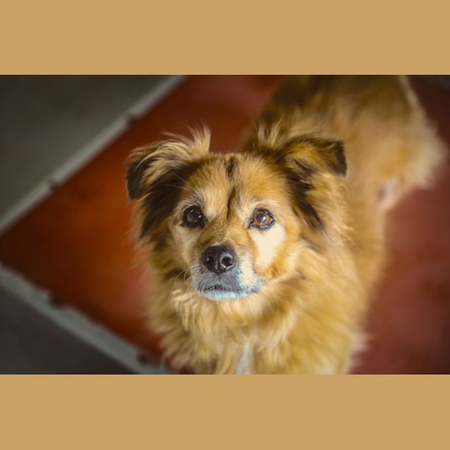 Photo of Tibby ~ #1501724