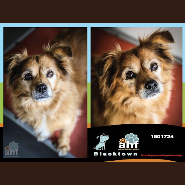 Photo of Tibby ~ #1501724