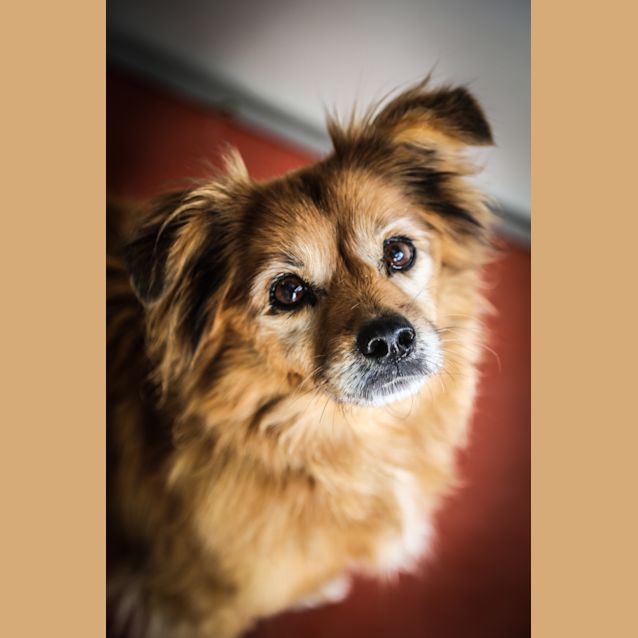 Photo of Tibby ~ #1501724