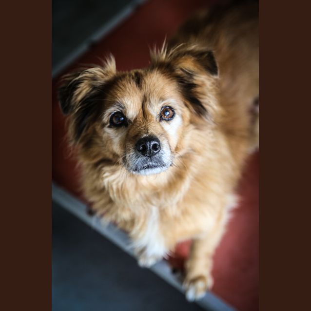 Photo of Tibby ~ #1501724