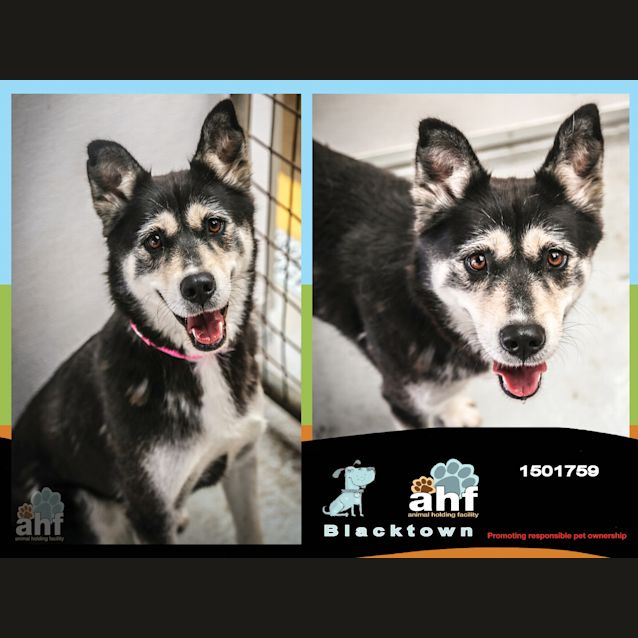 Photo of Mishka ~ #1501759