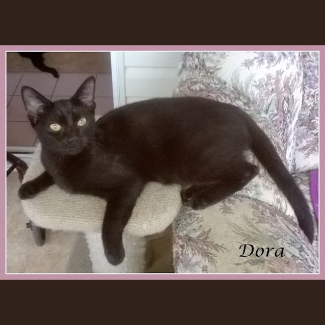 Photo of Dora
