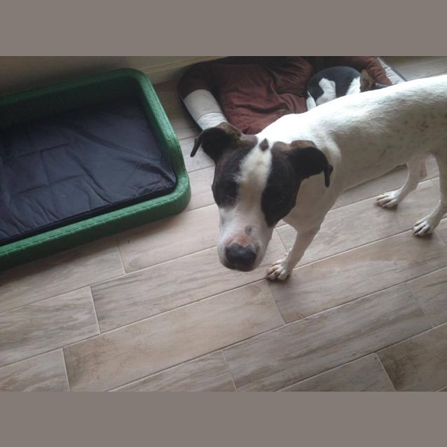 Photo of Buzz