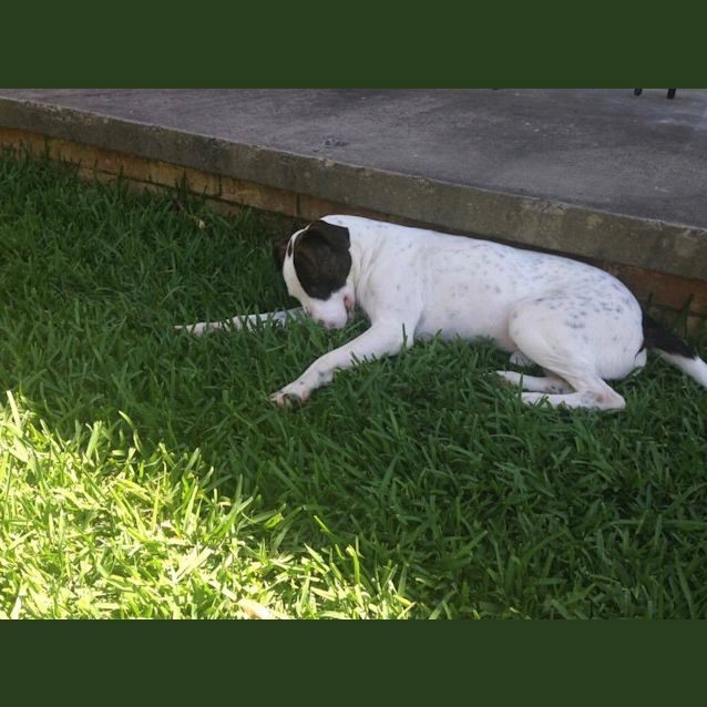 Photo of Buzz