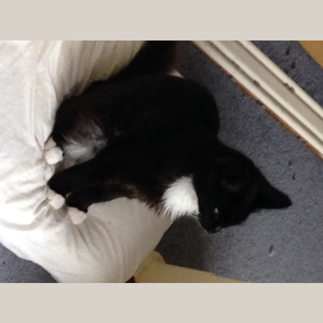 Photo of Jelly Bean