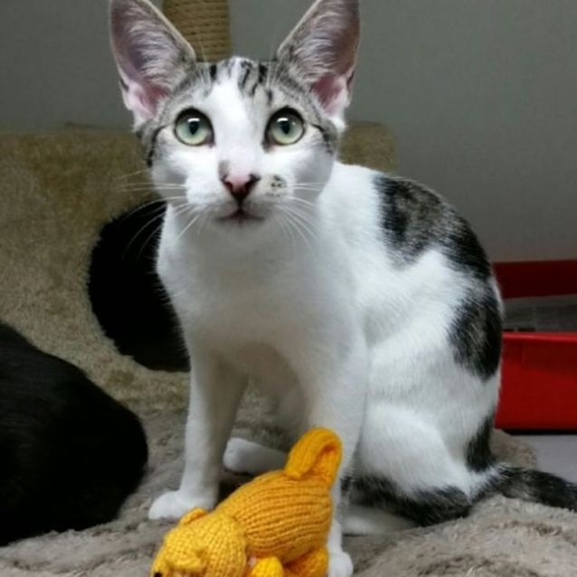 Photo of Tumnus