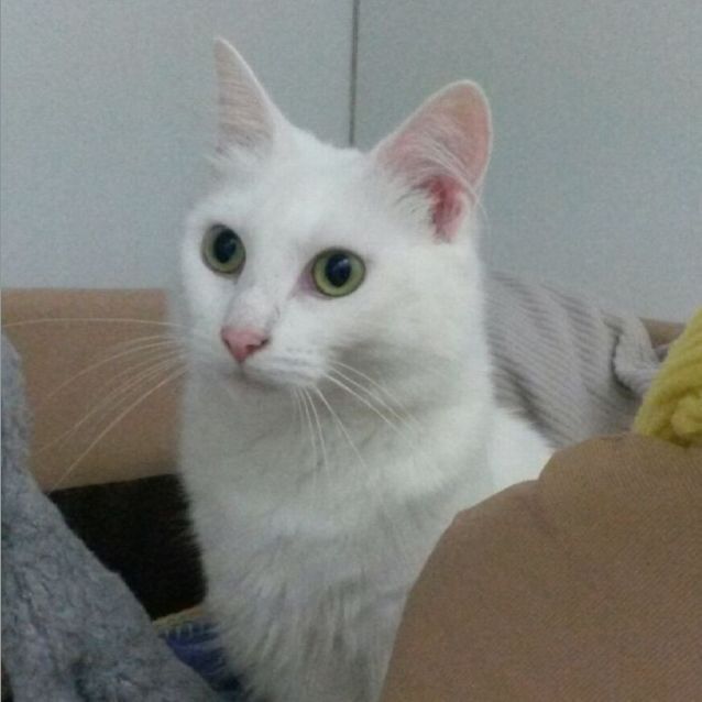 Photo of Pippita