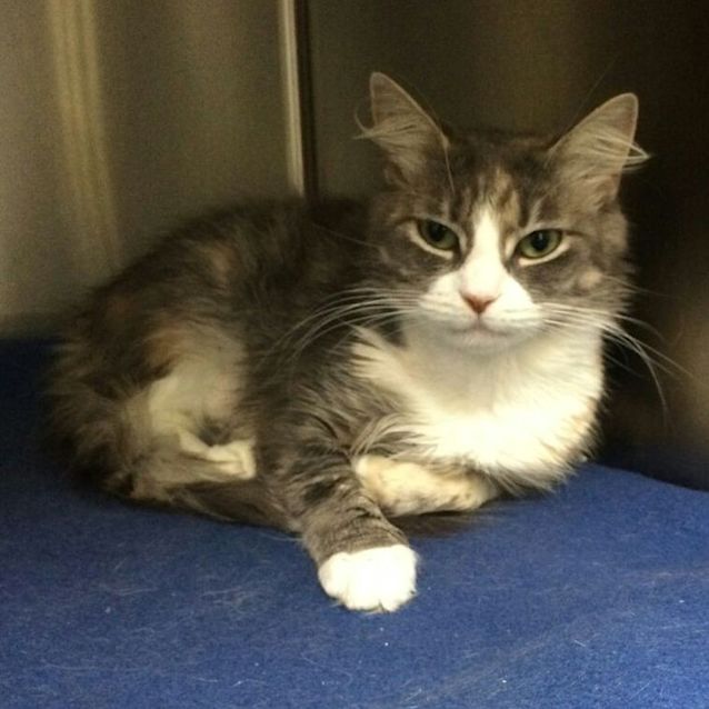 Photo of Mischief