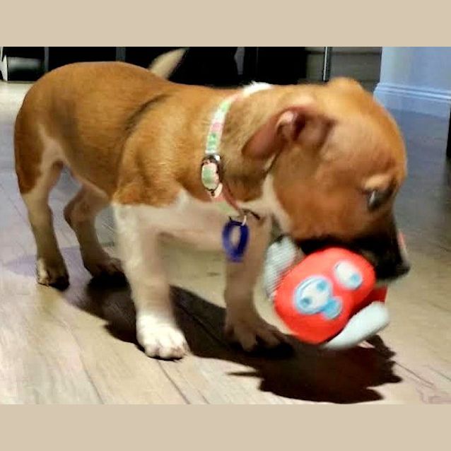 Photo of Myah ~ Foxy X Staffy Puppy (Trial 16/5/15)