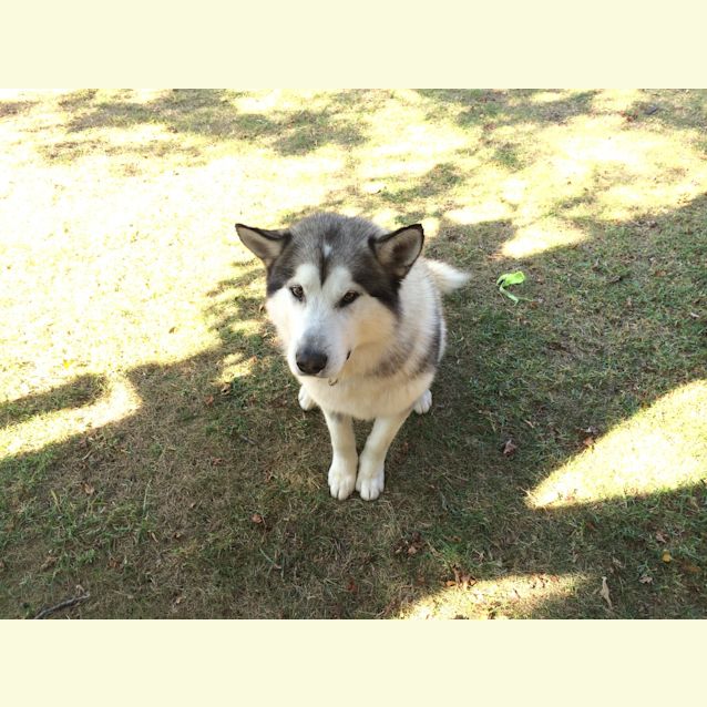 Photo of Harley