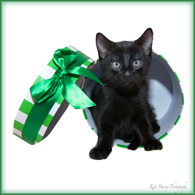 Photo of Polo