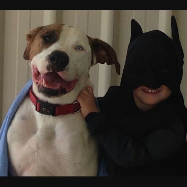 Photo of Harley (Adoption Pending)