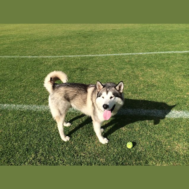 Photo of Harley