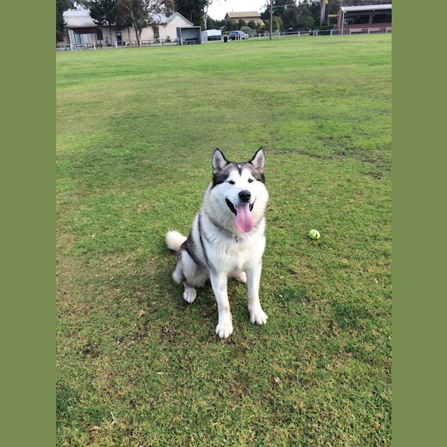 Photo of Harley