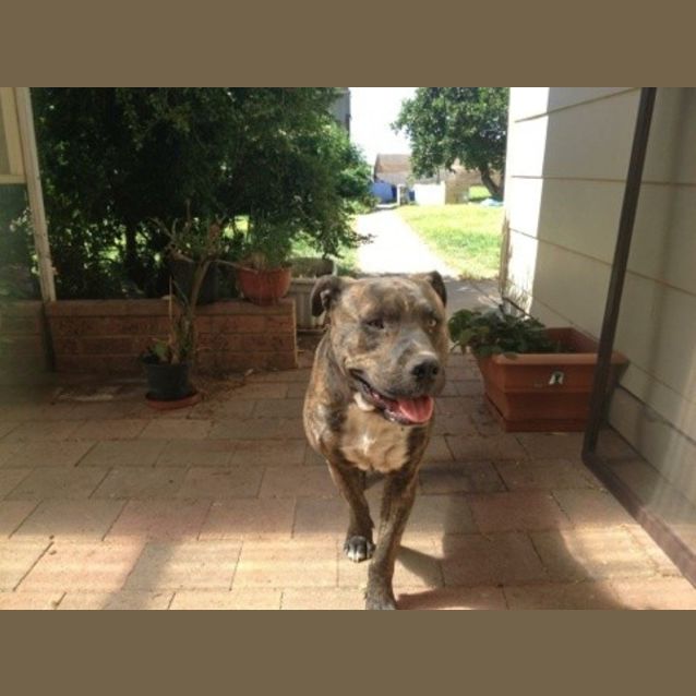 Photo of Digger
