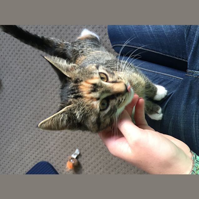 Photo of Piper (Reduced Adoption Fee)