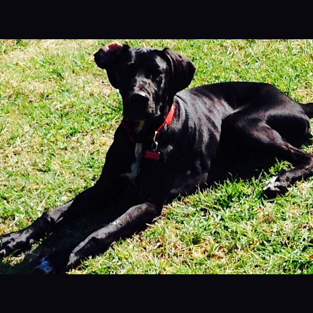 Photo of Duke