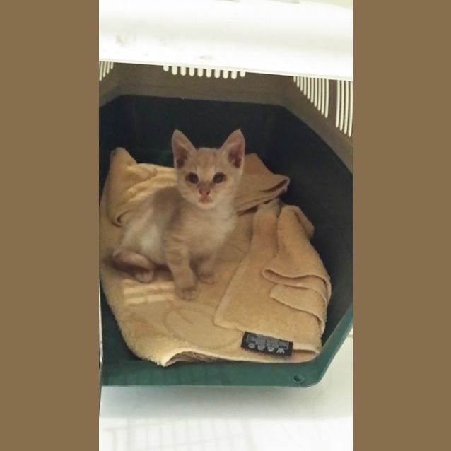 Photo of Opie (Located In Koo Wee Rup)