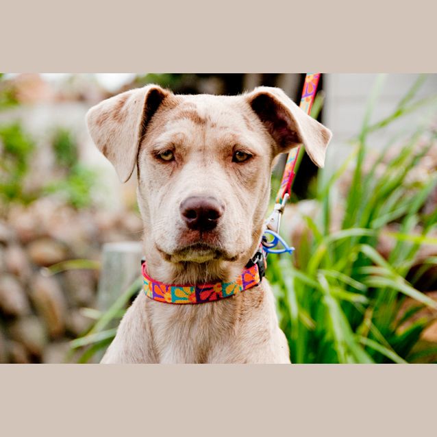 Photo of Miss Latte ~ Catahoula (On Trial 28/6/15) 