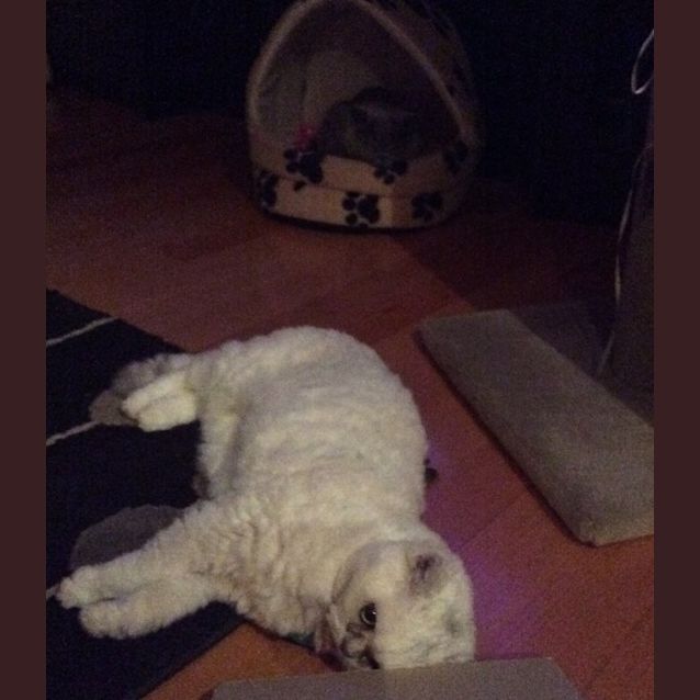 Photo of Princess Marshmallow