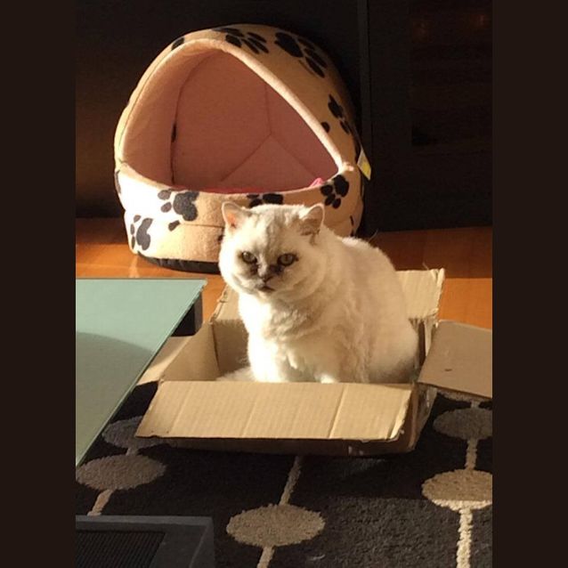 Photo of Princess Marshmallow