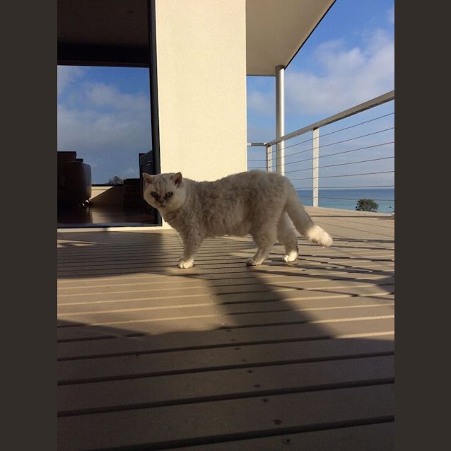 Photo of Princess Marshmallow