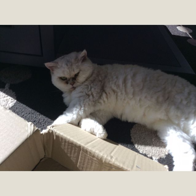 Photo of Princess Marshmallow