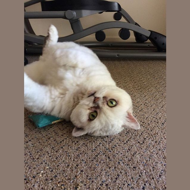 Photo of Princess Marshmallow