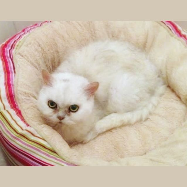 Photo of Princess Marshmallow